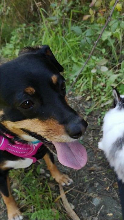 Ao olhar_Maggie e Fluffy.jpg