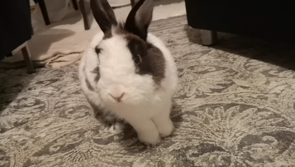 sê a vibração_Fluffy.jpg sê a vibração_Fluffy.jpg