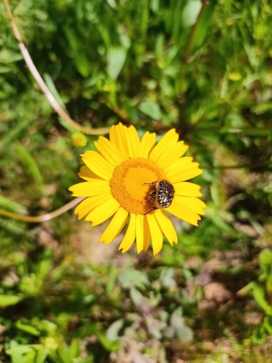 Não me canso disto_flores1.jpg