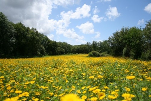 Campo de malmequeres.jpg