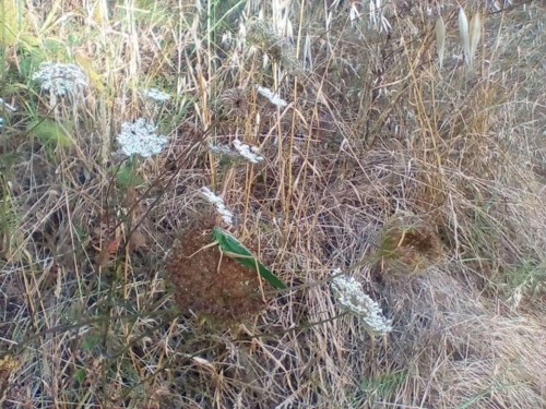 37686271_1738129662968998_1136974514375098368_n.jp