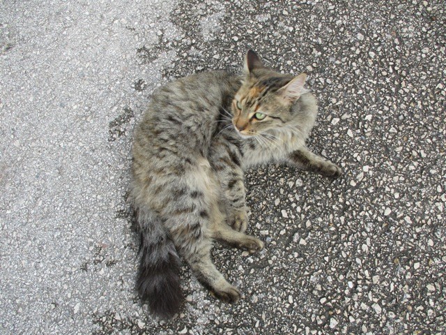 IMG_8394 - Cópia.JPG