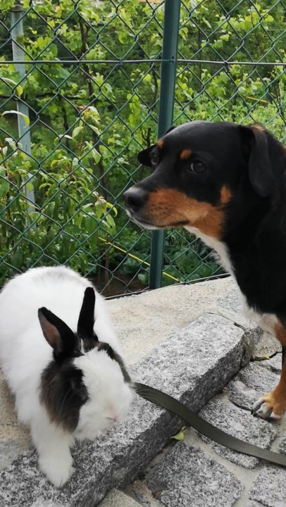 olha para os seres animais_maggie e fluffy.jpg olha para os seres animais_maggie e fluffy.jpg