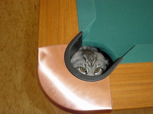 ninja-cat-hiding-funny-17__605.jpg ninja-cat-hiding-funny-17__605.jpg