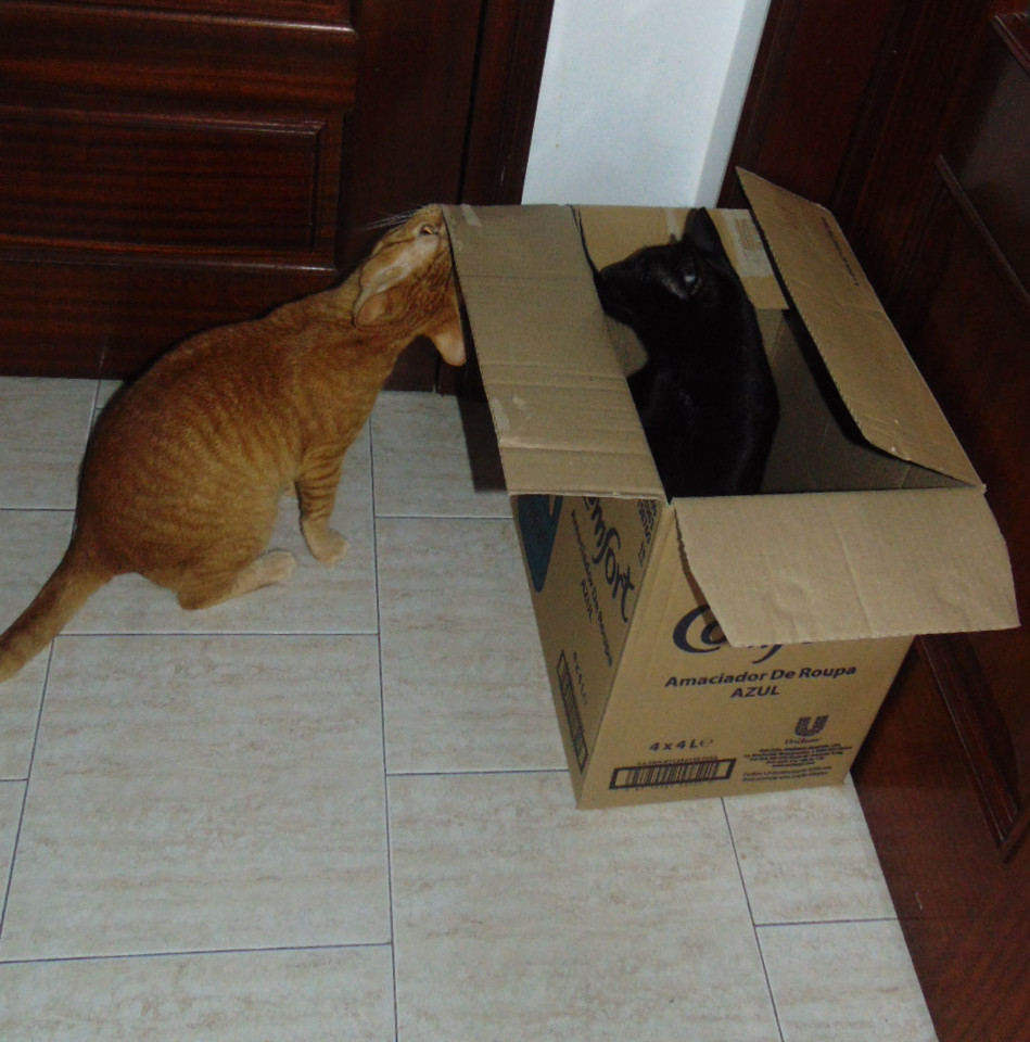 gatosecaixas.JPG