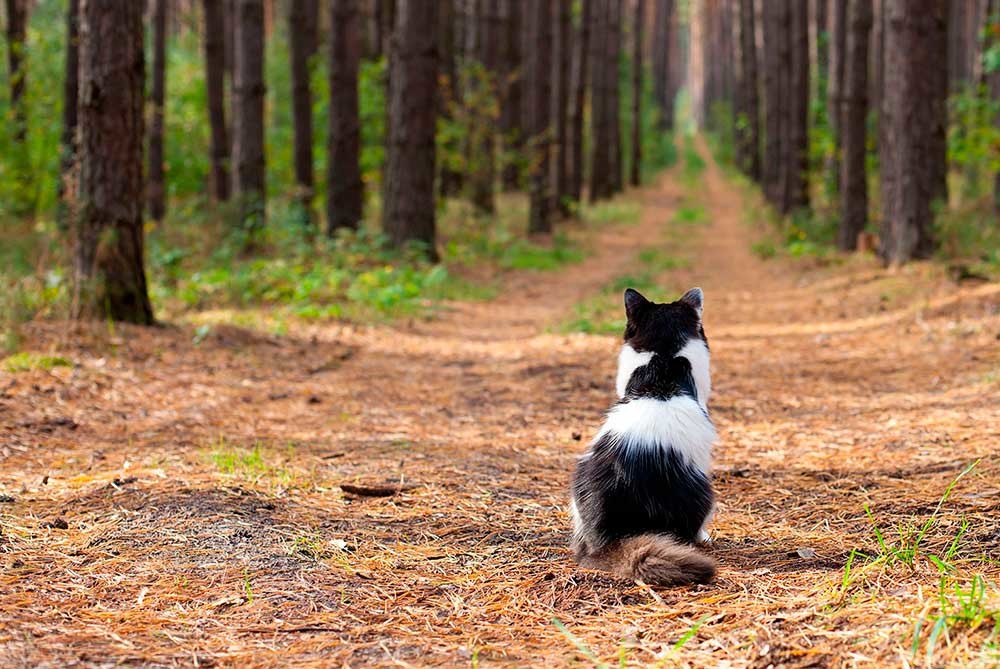 abandono-animais.jpg