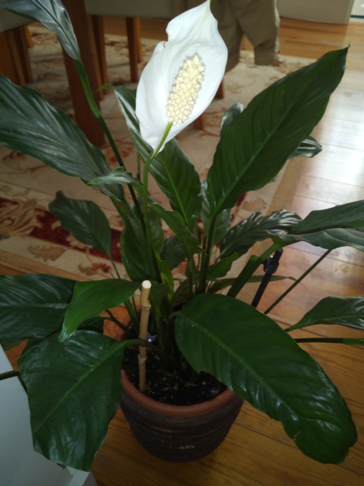 Lyrio da paz, Lisboa —© MMXXI .jpg