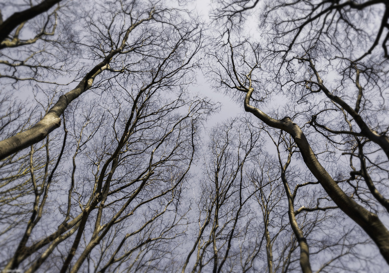 Trees inclined.jpg