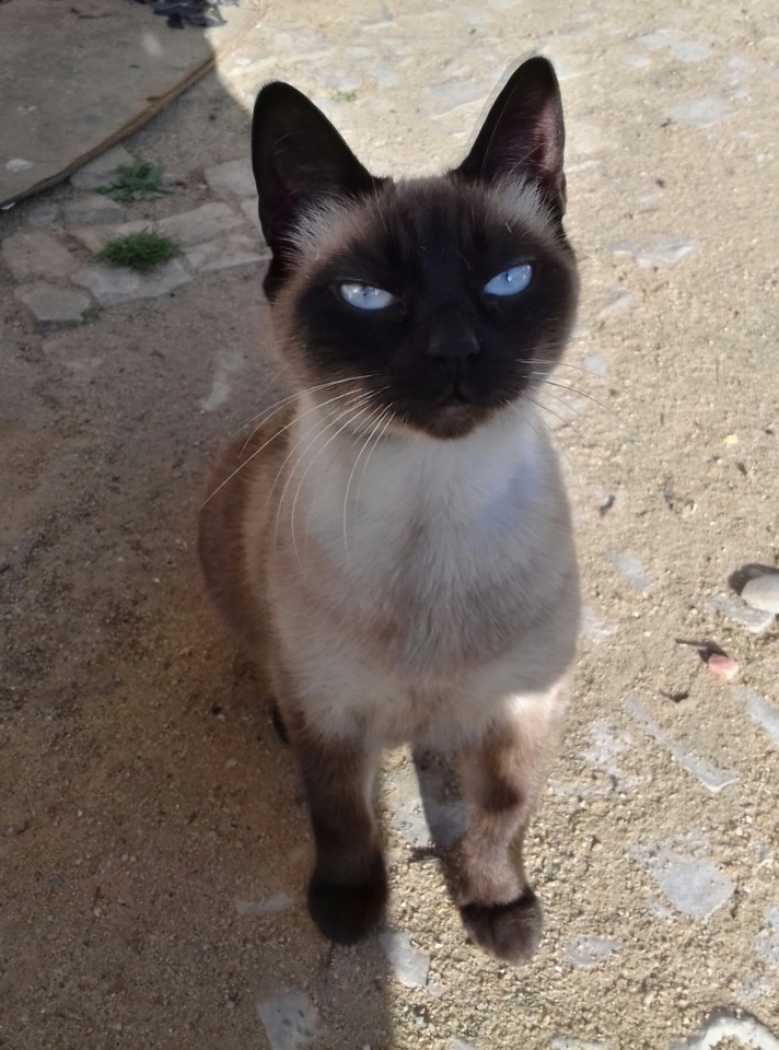 Boneca.jpg Boneca.jpg