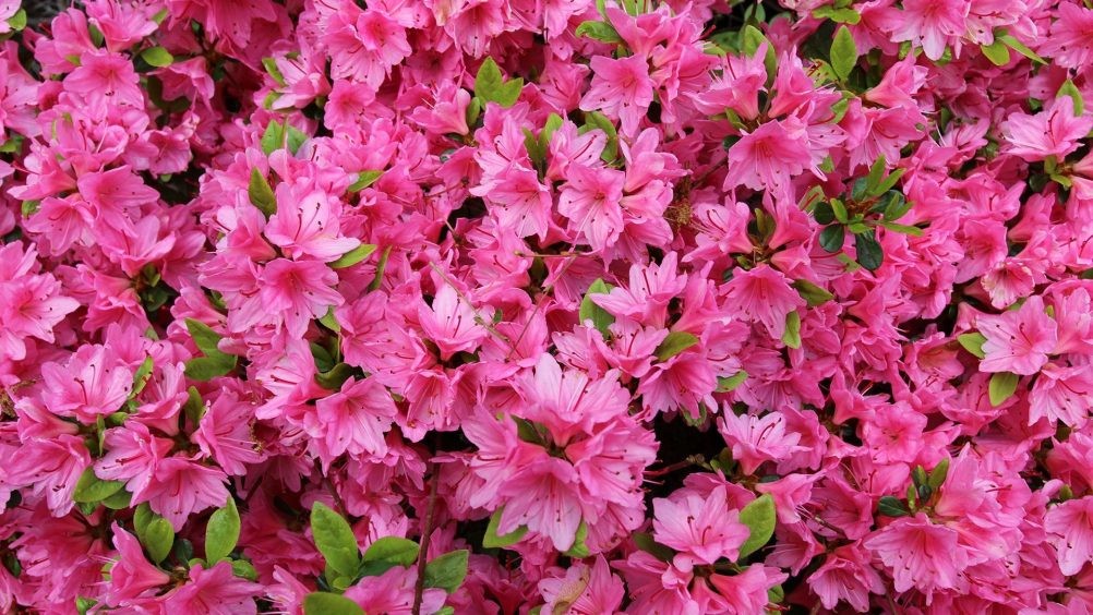 flores.jpg