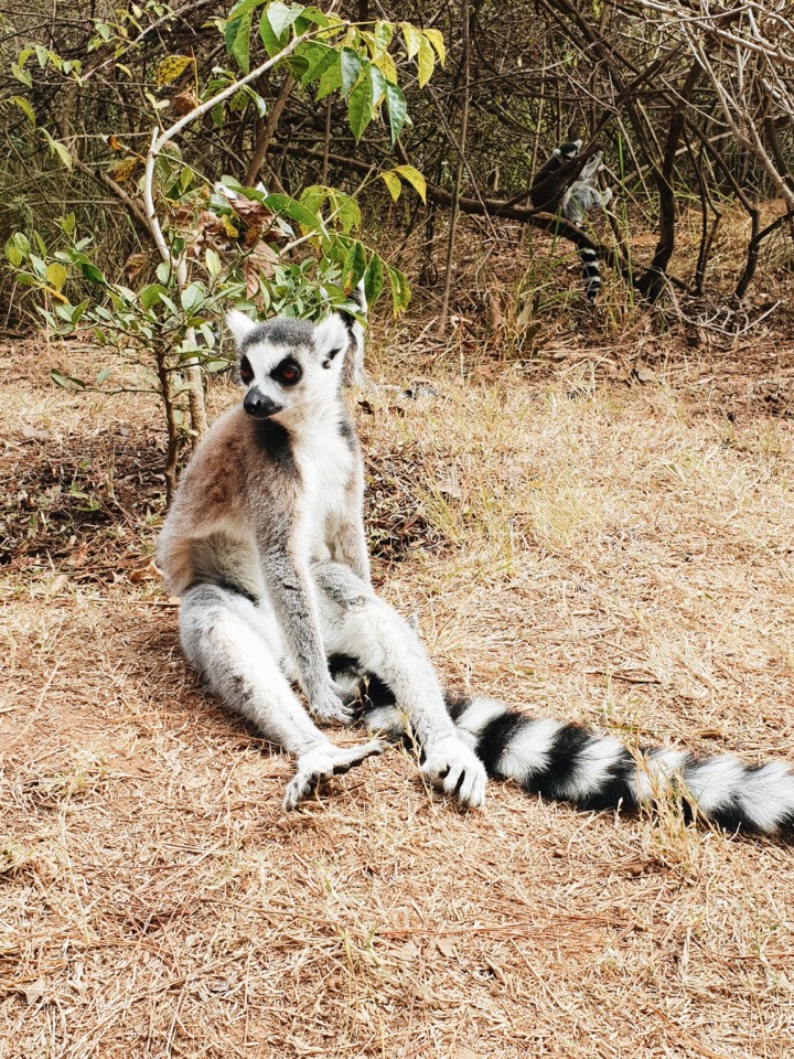 madagascar-antananarivo-lemur-park-1.jpg