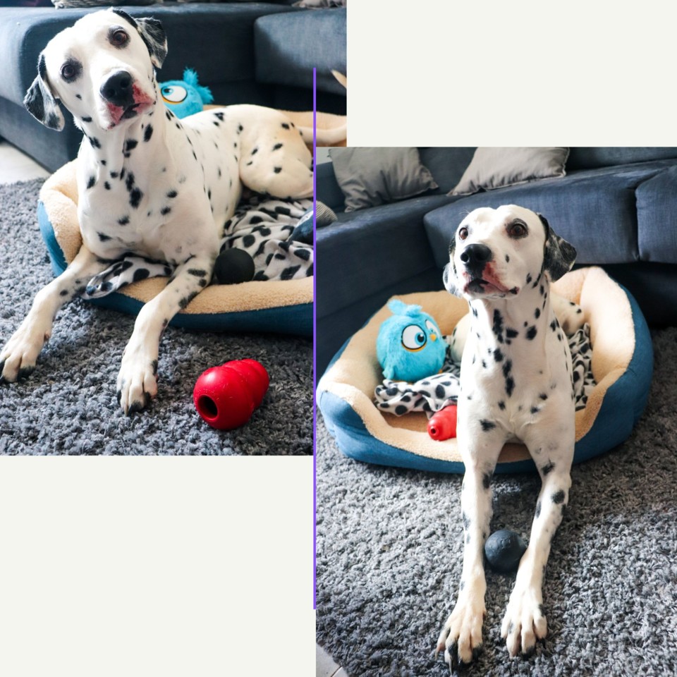 ZeeDog.jpg