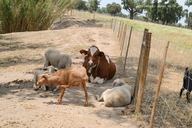 horasvagasblog_vidadecampo_pontedesôr.jpg horasvagasblog_vidadecampo_pontedesôr.jpg
