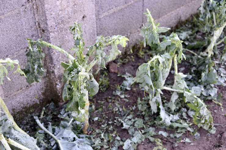 _DSC7744.JPG _DSC7744.JPG