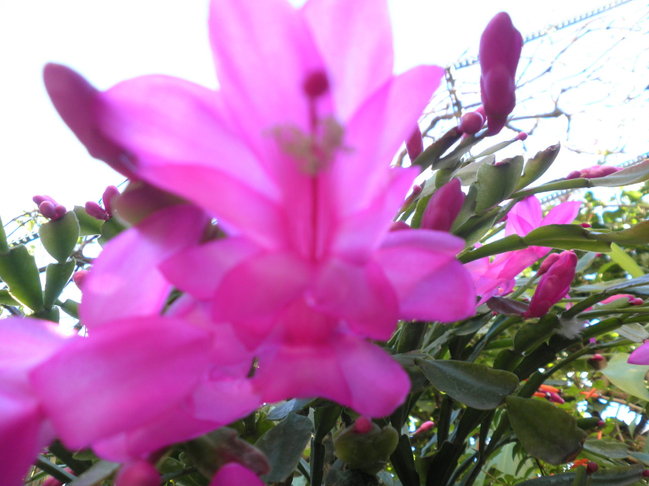 flores no quintal.JPG