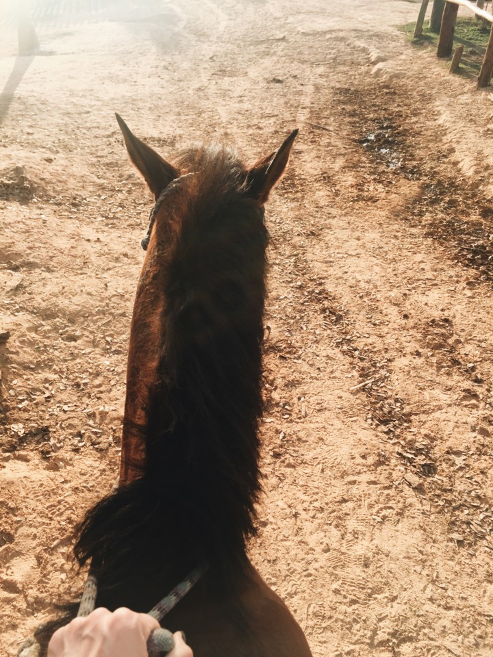 vinales-cavalo.jpg