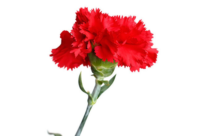 cravo1.jpg cravo1.jpg