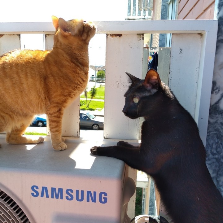 riscasirafael.jpg riscasirafael.jpg