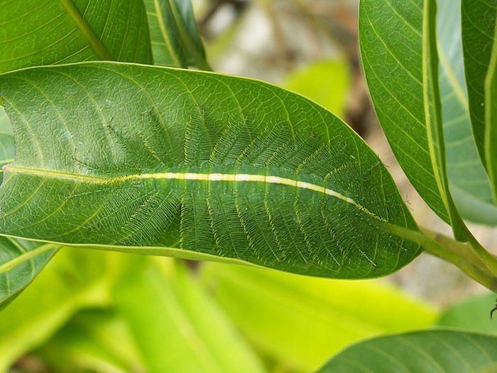 amazing-wild-animal-camouflage-nature-4-59258ed3ab amazing-wild-animal-camouflage-nature-4-59258ed3ab
