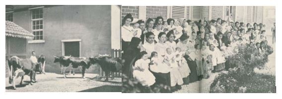 vacas e beneficiarios.JPG