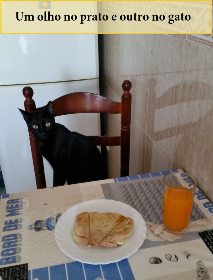 olhonopratogato.jpg