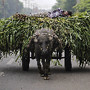 Homem descansa sobre o milho, Índia