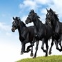 black-horses-dallop[1].jpg