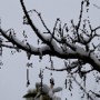 Árvore com neve - Fot Helder Sequeira.jpg