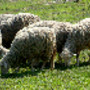 ovelhas[1]