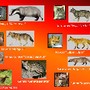 Animais carnivoros
