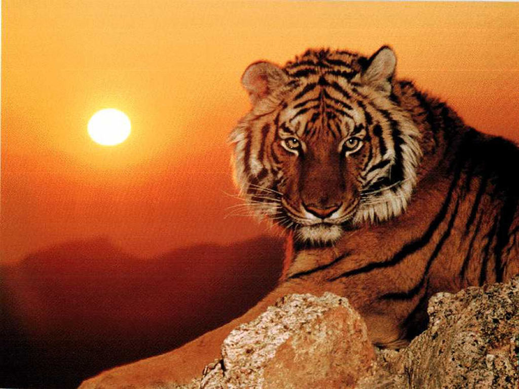 tigre22