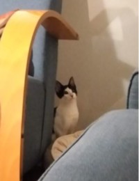 Capturara.JPG