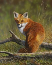 red fox.jpg
