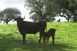 vaca-e-bezerro-recem-nascido[1].jpg